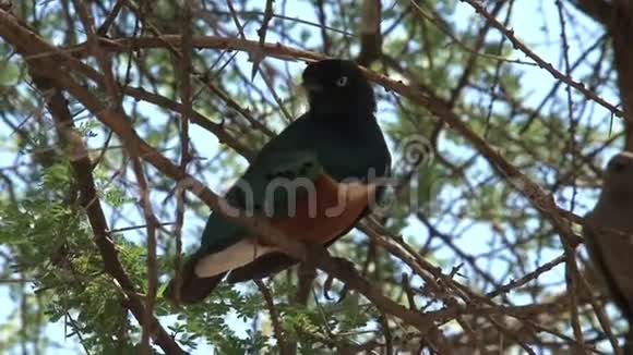 非洲橄榄鸽子栖息在树上视频的预览图