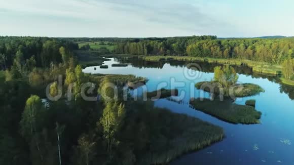 美丽的湖在绿林中夏天阳光明媚的一天视频的预览图