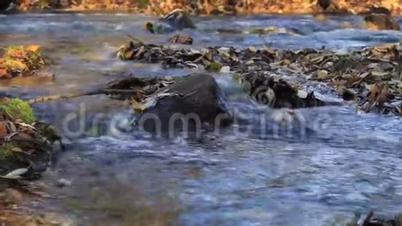 有石头和树叶的流水视频的预览图
