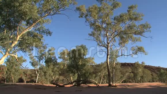 澳大利亚澳大利亚澳大利亚澳大利亚澳大利亚爱丽丝春天树树自然视频的预览图