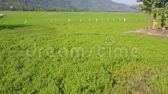 莴苣种植与丘陵景观的对比视频的预览图