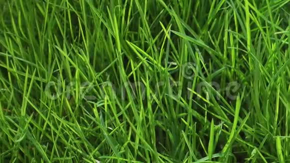 鲜艳的绿草清新的草坪花园视频的预览图