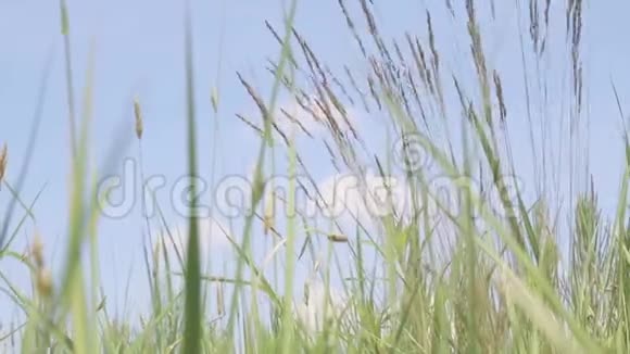 碧空前风中的草叶在风中摇曳视频的预览图