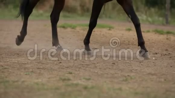 骑马课马场上的马蹄慢动作视频的预览图