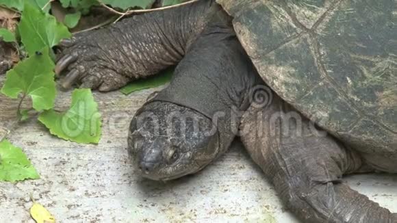 西非黑海龟自己晒太阳视频的预览图