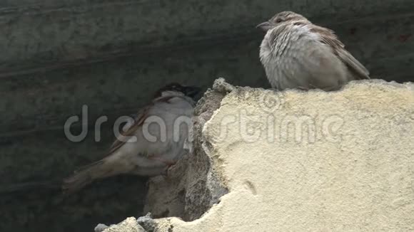 一对棕色的小鸟栖息在屋顶下视频的预览图