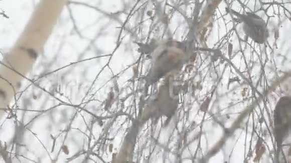西金斯坐在桦树的树枝上视频的预览图