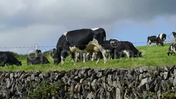 对爱尔兰来说是典型的奶牛在宽阔的绿地上割草视频的预览图