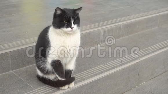 黑白猫坐在台阶上跑开视频的预览图
