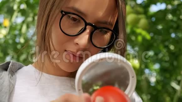 农业和耕作西红柿田里女农民的肖像向镜头展示蔬菜关闭视频的预览图