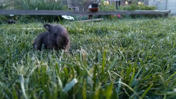 小黑兔坐在草地上从镜框里出来视频的预览图