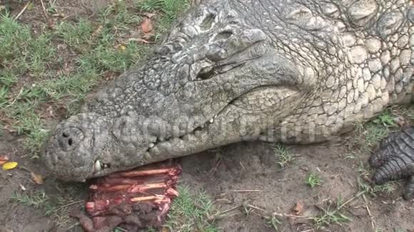 尼罗河鳄鱼是一块块肉视频的预览图