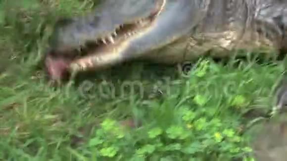 年轻的尼罗河鳄鱼吃一大块肉视频的预览图