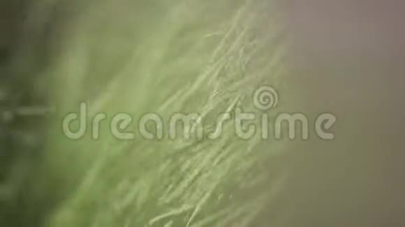 在阳光明媚的田野里绿色的草耳在风中摇曳视频的预览图