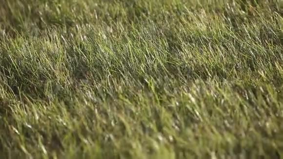 在阳光明媚的田野里绿色的草耳在风中摇曳视频的预览图