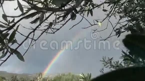 彩虹和橄榄树视频的预览图