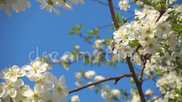 慢动作蜜蜂飞来近白色盛开的樱花视频的预览图
