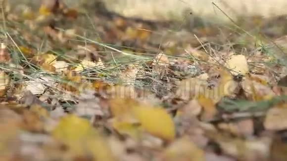 秋天的白桦林视频的预览图