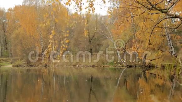 在秋天的森林湖视频的预览图