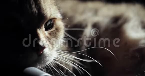 具有广泛情感的英国金猫动物肖像视频的预览图