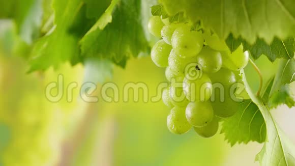 在一个阳光明媚的收获日在葡萄园里放着带露珠和葡萄叶的成熟葡萄视频的预览图
