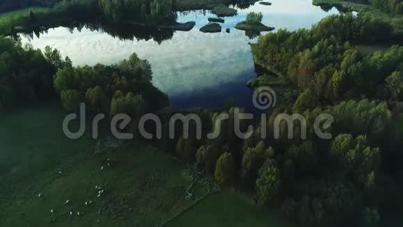 美丽的湖在绿林中夏天阳光明媚的一天视频的预览图