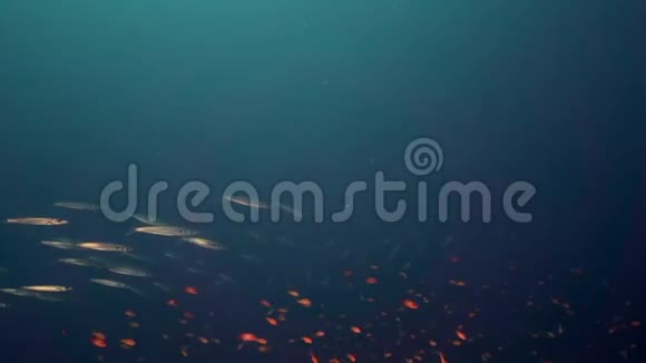 苏丹红海珊瑚中的黑鳍梭鱼视频的预览图