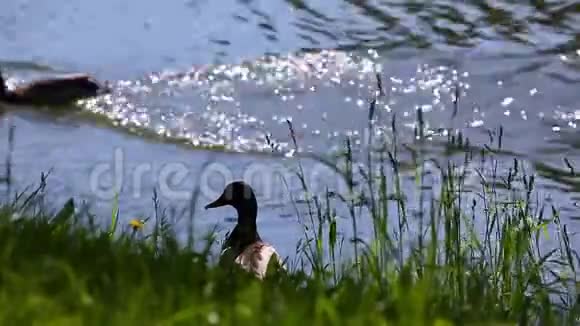 鸭子夏季湖日视频的预览图