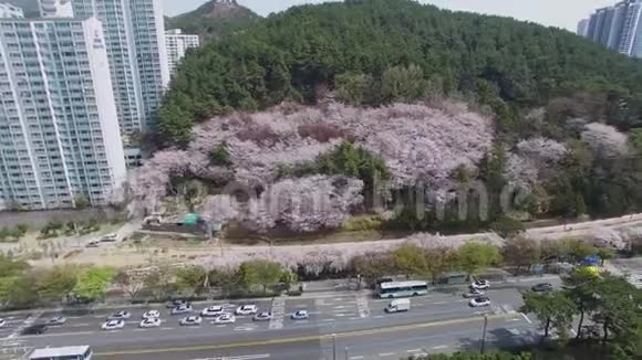 韩国釜山海恩达樱桃布罗森泉路视频的预览图