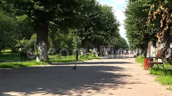 夏日阳光明媚的城市公园视频的预览图