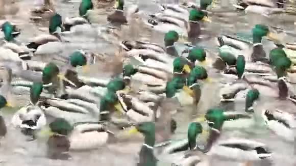 马拉德野鸭在游泳视频的预览图