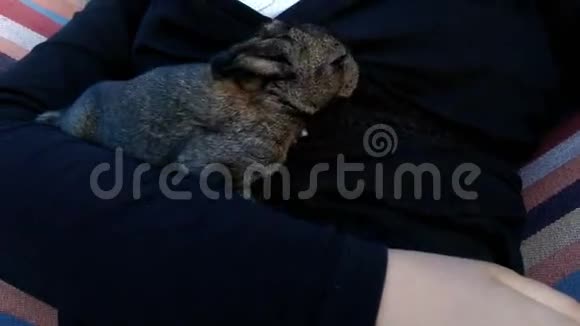 小兔子在孩子们的手臂上儿童保育动物小兔子视频的预览图