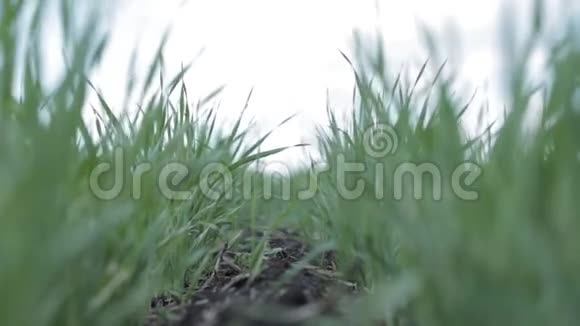 草地的特写绿草从大地上生长视频的预览图