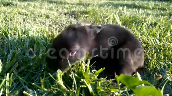 小黑兔在草地上找东西视频的预览图
