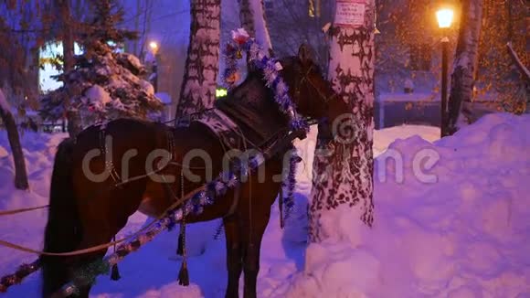 这匹马在下雪的傍晚公园里视频的预览图