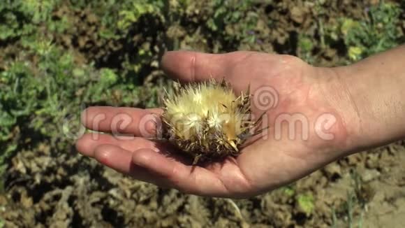 植物乳蓟蓟水飞蓟或马卡草愈合草本植物在干燥的花序与水果在手视频的预览图