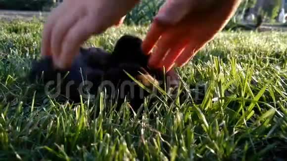 小兔子在草地上奔跑手抓小兔子视频的预览图