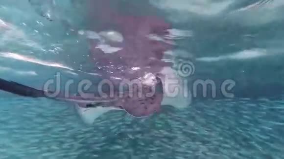 大黄貂鱼视频的预览图