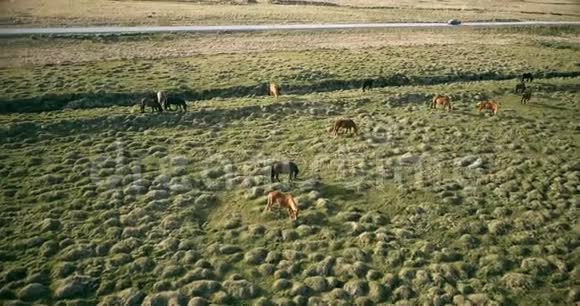 美丽的景观的熔岩场和马吃草动物在路边的农场里散步视频的预览图