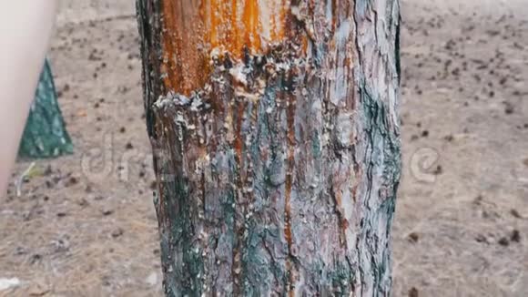 一棵松树树干上的剥落的树皮和木材焦油视频的预览图