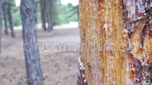 一棵松树树干上的剥落的树皮和木材焦油视频的预览图