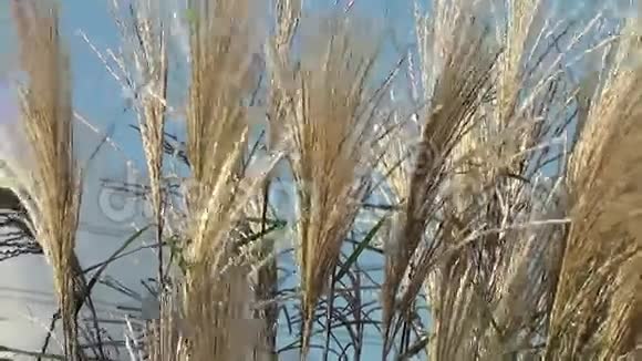 草在风中移动视频的预览图