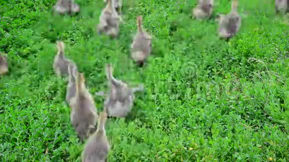 小鹅从草地上的摄像机里逃出来视频的预览图