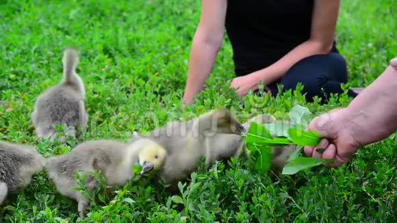 两个家庭主妇喂幼鹅的草视频的预览图
