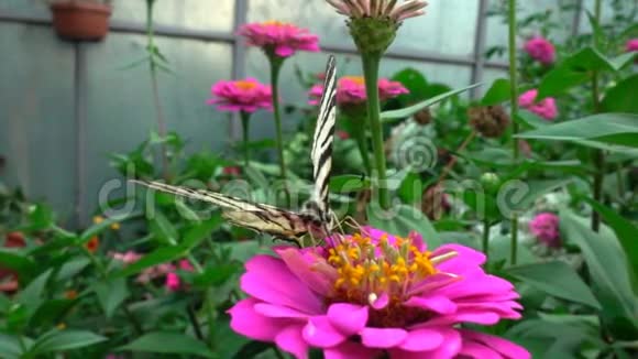 是一种蝴蝶属于科喝花蜜慢动作视频的预览图