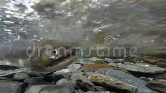 鲑鱼对清流鱼产卵交配野生动物视频的预览图