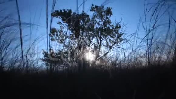 锡蒂帕莱辛亚纳针草长草在风中摇曳从草原上的风景公园的蒂利古勒河岸视频的预览图
