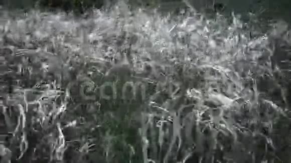 罗里古勒河畔的风景公园里从草原上随风摇曳的长草视频的预览图