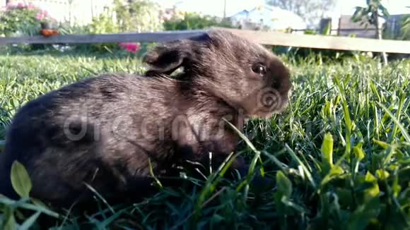 美丽的小黑兔坐在草地上视频的预览图