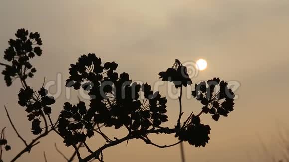 夕阳风中枯枝背光源视频的预览图